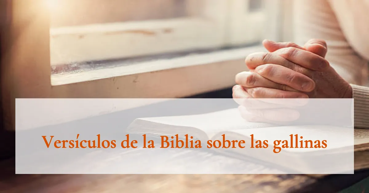 Versículos de la Biblia sobre las gallinas